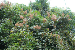 Spatholobus parviflorus